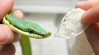 閲覧注意 蛇用のダニ駆除薬品を直接ダニにかけてみた