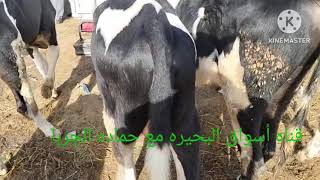 أسعار العجول البقر المحيره سوق العامريه الاسكندريه الصحراوي وأسعار علي سهوه