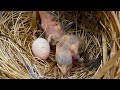 stoats eat rock wrens