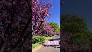 【川越水上公園】八重桜満開です。 #川越水上公園 #公園散歩