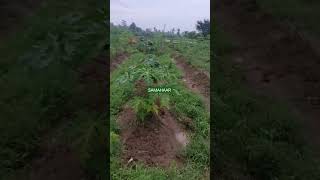 😘 😘 MORINGA AND PAPAYA MIXED CULTIVATION  😘😘