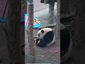 昨天愛姐站著吃太累，今天換方式，愛姐真聰明 大熊貓渝愛 panda shorts