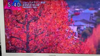 京都桂坂紅葉