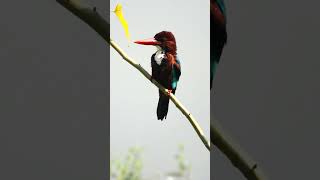 White Breasted Kingfisher grooming