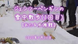 2023年1月30日 ジェンツーペンギンの雪中散歩2回目【おたる水族館】