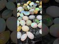 Ethiopian Opal Cabochons Lot 1330 Ct average size 19.8Ct 67 Pieces for sale more info +919829713786