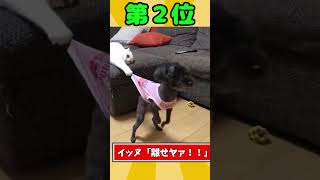 可愛すぎるネッコ映像見て癒されたら寝ろｗｗｗ #2ch動物スレ #動物 #2ch