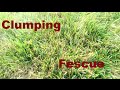 Clumping Fescue :: What To Do?