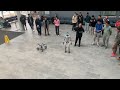 unitree robotics demos at michigan ai 2025