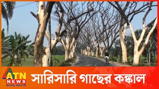 রাস্তার দুই পাশে মরা গাছের সারি যেন এক মরণ ফাঁদ | ATN News