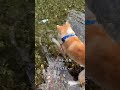 秋田犬 迅jin 川遊びに来たじん君 秋田犬 8ヶ月 迅 akitainu 아키타이누