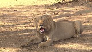 A Young male Lion panting in the shade - head on view