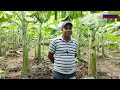 පටක රෝපණ කෝලිකුට්ටු කෙසෙල් වගාව kolikuttu wagawa banana cultivation kasawila wagawa ptaka opana