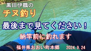 筏かかり釣　福井県おおい町本郷　2024.9.24　黒田伊鶴のチヌ釣り　Raft fishing,  Hongo Ooi town Fukui Pre. Japan