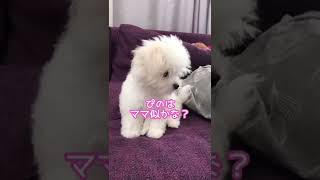 もふもふかわいい子犬はパパ似？ママ似？（チワワ×マルチーズ）#チワマル #3ヶ月半