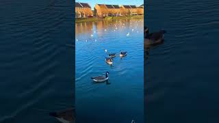 #guse #seagull #birds #lake #water #nature #england #january2025