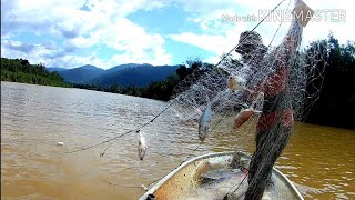 PESTA IKAN LOMA TERBESAR SUNGAI PERAK!!! SEKALI ANGKAT BERKETUL IKAN LOMA SANGKUT PADA PUKAT