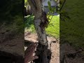 grafted flowering cherry issues