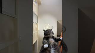 When your pawrents don’t communicate #cats #catlover #catvideo #felix #willow #catshorts