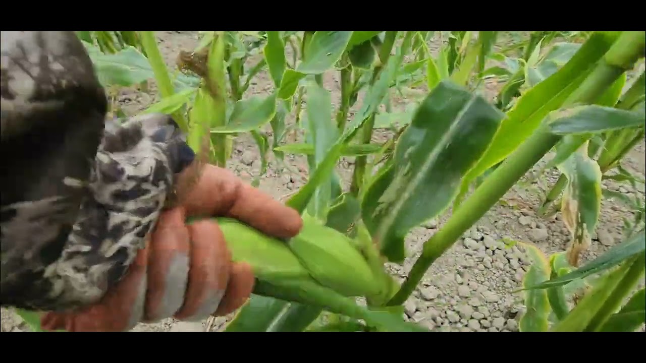 Picking Sweetcorn Youtube