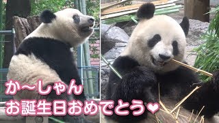 2019/7/3 おめでとうシンシン！14歳のバースデー♡ シャンシャン天を仰ぐ　Giant Panda Xiang Xiang