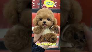 I occasionally upload cute videos as well！🐶#dog #cute #plush toy #pet #Toy Poodle #Pretty #shorts