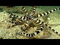 hdobservations wunderpus octopus 4k uhd