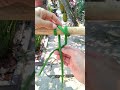 How to tie a swing hitch knot. #shorts