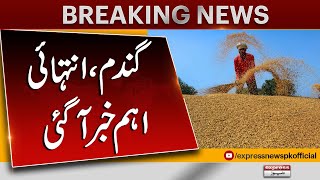 Wheat In Pakistan | Latest Updates | Farmer In Pakistan | Latest News | Pakistan News