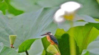 ハス池のカワセミ　ピアノ演奏〜Ikuchiyanさん