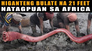 Higanteng uod, Mas malaki pa sa AHAS | Biggest Earthworm