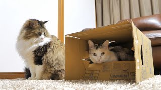 Boss-kichi snuggled up to carico-cat Neko-kichi in the cardboard box quietly.