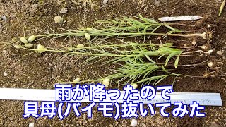 まるおの母　まるこの宿根草と低木の庭　2024 04 04 春らしい穏やかな天候だったけど、風が出て来た庭。昨夜、雨が降ったのでバイモを掘ってみたけど、急に暑くなって大失敗😭