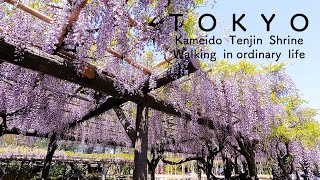 【４K】大人の東京散歩  　亀戸天神社の美しい藤　　日本庭園　Kameido tennjinsha Huji wisteria flowers