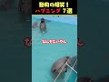 instagramで8億回バズった動物ハプニング動画7選！7animal happenings videos that got 800 million buzz on instagram 犬 猫