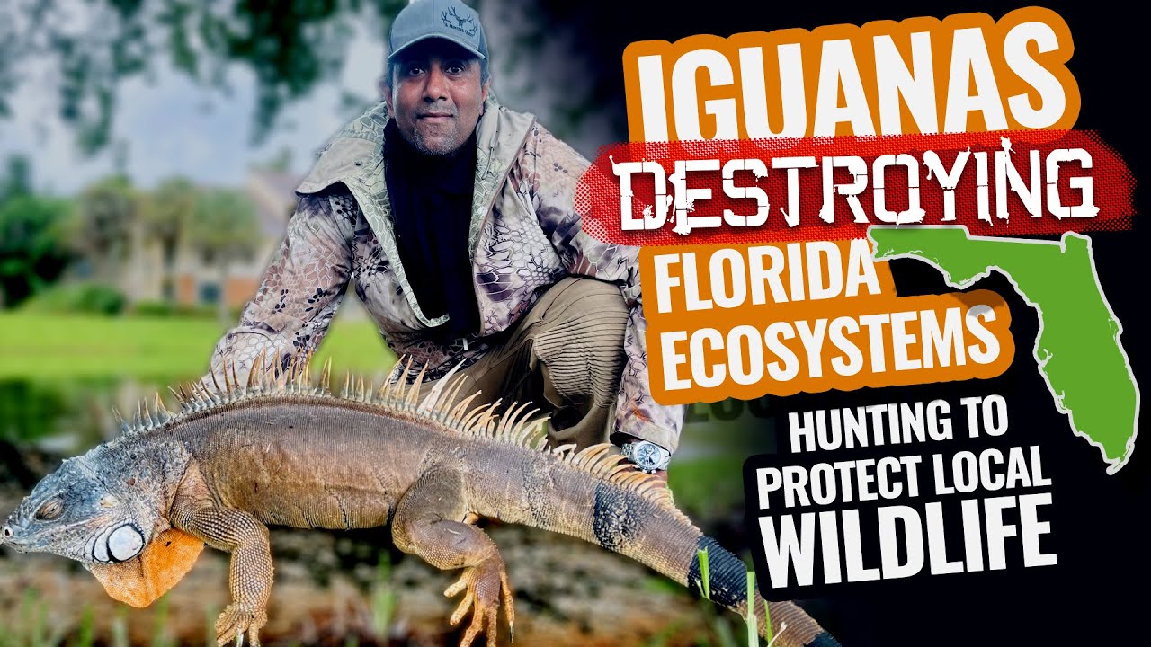 Invasive Iguana Control In Florida Youtube