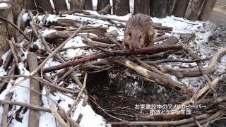 ご自宅建設中　ビーバー