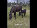 MANO WALTER MOSTRANDO SEUS CAVALOS NO SEU HARAS