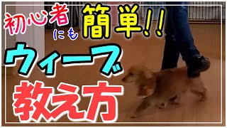 【犬の芸】初心者にも簡単に出来る！足の間をジグザグ歩き『ウィーブ』の教え方3ステップ♪