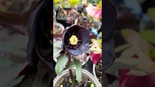 A dark anemone helleborus x hybridus #helleborus #hellebore #морозник #wintergarden #flowers