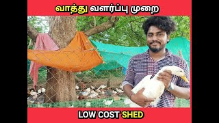 vaathu valarpu in tamil ||வாத்து வளர்ப்பு