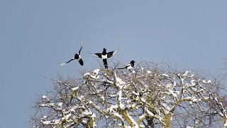 21.01.2017  Žagata - Сорока - Magpie (Pica pica)