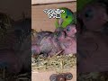 マメとウロコ 2025 1 22 ウロコインコ マメルリハインコ インコ