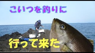 大島番外編　壱岐　上イズミでマグロ？