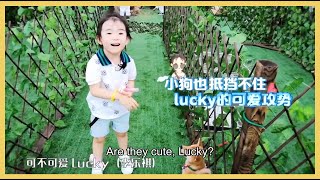 👪柴犬看到Lucky激动地舔手，Lucky：“它们喜欢我！”太可爱了~我也喜欢你！ |  李承铉 Lucky 戚薇  | 想想办法吧！爸爸