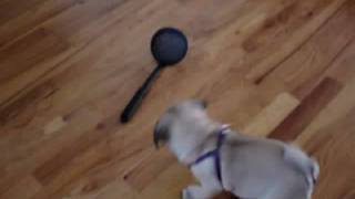 Henry Le Tater Tot, Seattle Pug, as a Puppy, doing the Slotted Spoon Dance