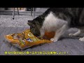 器用に手を使って鰹節を食べる猫リキちゃん☆今日も食べ放題できるのかニャ？食いしん坊猫の盗み食いの現場【リキちゃんねる　猫動画】cat videos キジトラ猫との暮らし