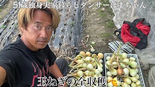 【51歳独身実家暮らしダンサーはまちゃん】玉ねぎの全収穫🫡