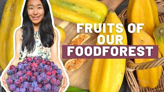 Abundant fruits of our Food forest | Garden Tour | Backyard foodforest |Tropical Subtropical Fruits