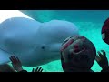 beluga whale interacting with kids @ mystic acquarium